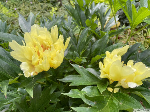 Paeonia Bartzella     